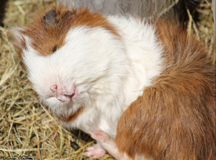 Картинка животные морские свинки хомяки сон