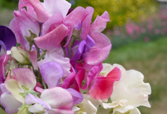 обоя цветы, душистый, горошек, разноцветный