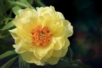 Картинка цветы пионы лепестки круглый желтый