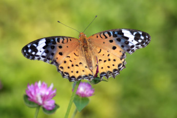Картинка животные бабочки пестрый крылья