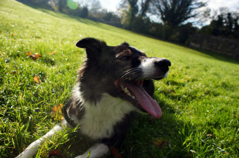 Картинка животные собаки бордер-колли