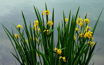 Картинка цветы ирисы нарциссы