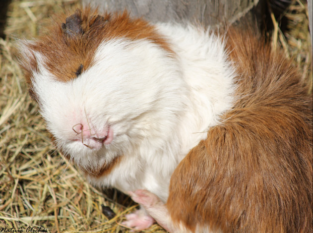 Обои картинки фото животные, морские, свинки, хомяки, сон