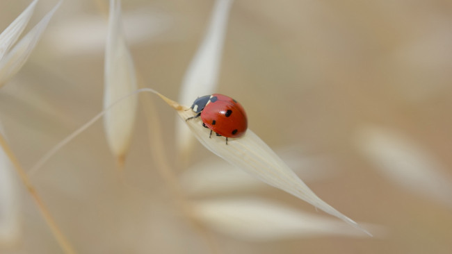 Обои картинки фото животные, божьи, коровки, божья, коровка, листья, лето