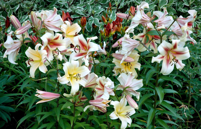 Обои картинки фото цветы, лилии, лилейники, много, белый