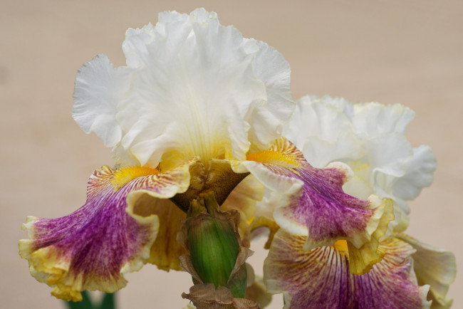Обои картинки фото цветы, ирисы, разноцветный