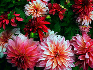 Картинка цветы георгины лепестки