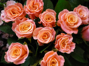 Картинка цветы розы