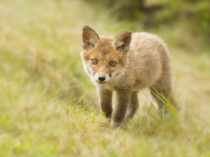 Картинка животные лисы детёныш лисёнок