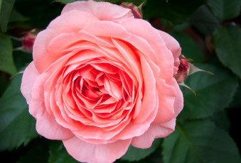 Картинка цветы розы макро розовый