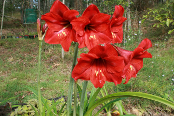 Картинка цветы амариллисы гиппеаструмы hippeastrum