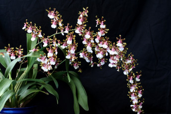 Картинка цветы орхидеи