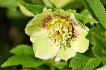 Картинка цветы геллеборус морозник