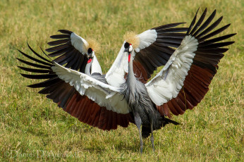 Картинка животные журавли венценосные крылья танец ухаживание