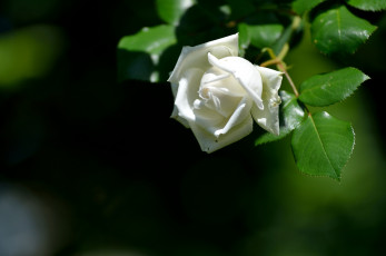 Картинка цветы розы белая роза