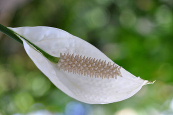 Картинка цветы спатифиллум белый