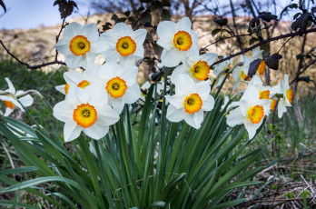Картинка цветы нарциссы куст