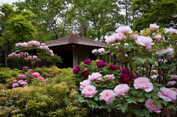 Картинка цветы пионы кусты парк