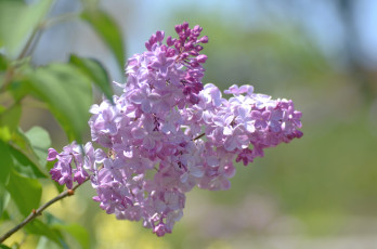 Картинка цветы сирень весна ветка