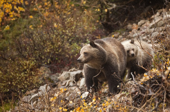 Картинка животные медведи бурый малыш мама