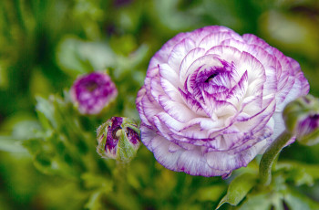 Картинка цветы ранункулюс азиатский лютик круглый