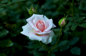 Картинка цветы розы бутон розовый