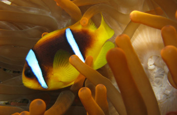 Картинка животные рыбы яркий плавники