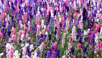 Картинка цветы дельфиниум разноцветный много