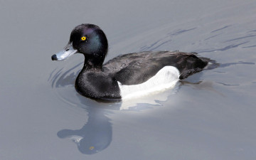 Картинка животные утки селезень вода утка