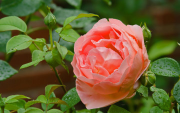 Картинка цветы розы лепестки розовый