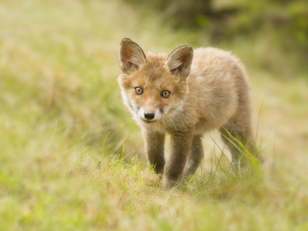 Обои картинки фото животные, лисы, детёныш, лисёнок