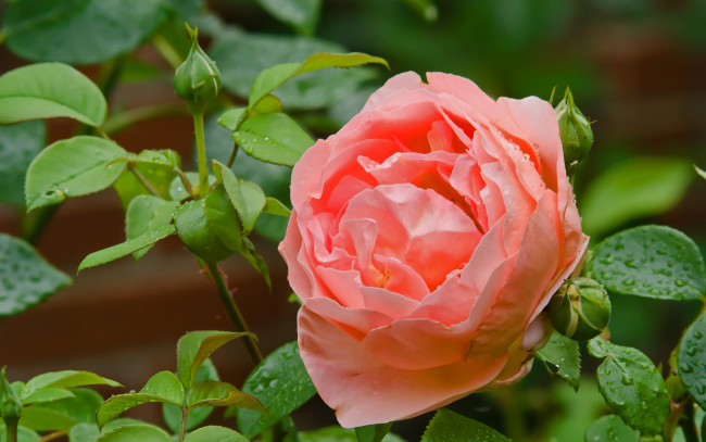 Обои картинки фото цветы, розы, лепестки, розовый