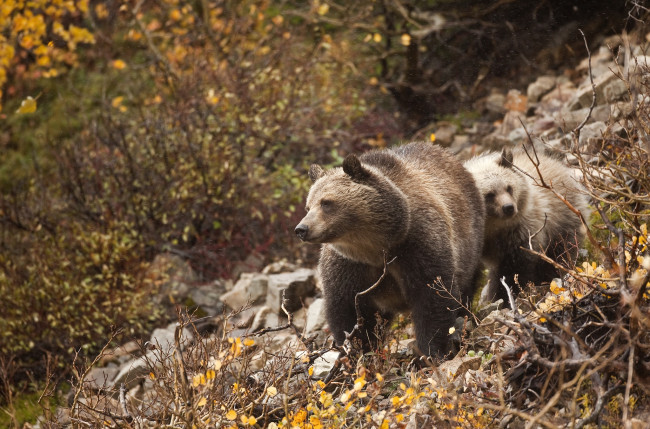 Обои картинки фото животные, медведи, бурый, малыш, мама