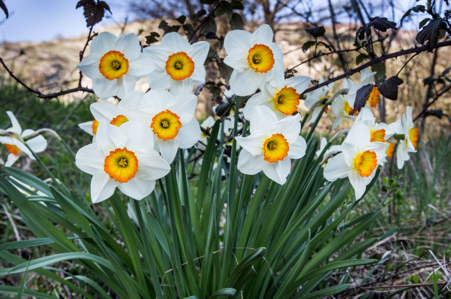 Обои картинки фото цветы, нарциссы, куст
