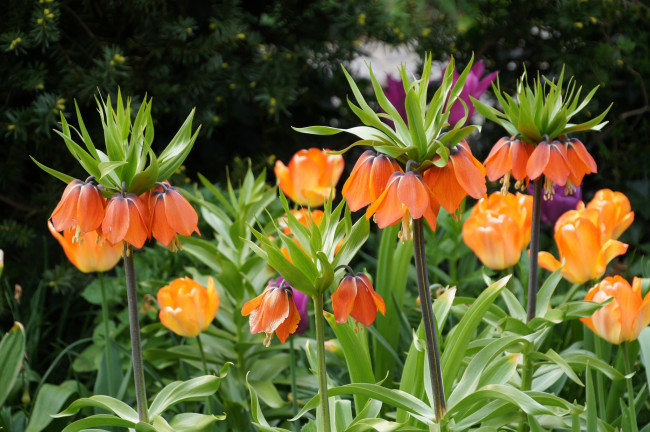 Обои картинки фото цветы, рябчики, рябчик, оранжевый