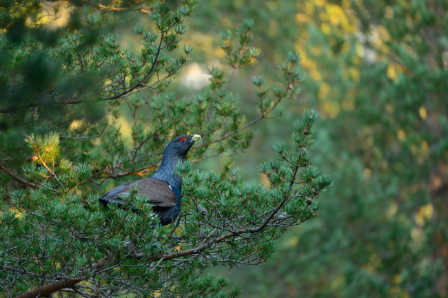 Обои картинки фото животные, глухари, тетерева, фазаны, тетерев, деревья