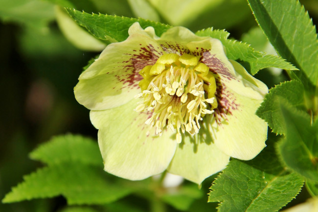 Обои картинки фото цветы, геллеборус, морозник