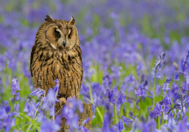 Обои картинки фото животные, совы, перья, колокольчики