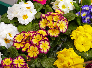 Картинка цветы примулы много примула