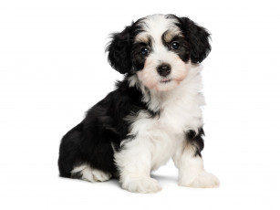 Картинка животные собаки щенок собака tricolor havanese