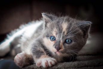 Картинка животные коты котенок