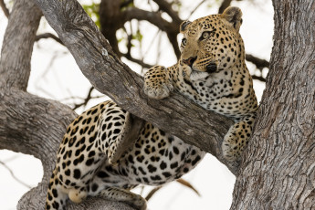 Картинка животные леопарды кошка