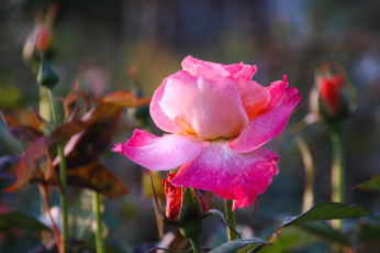 Картинка цветы розы розовый