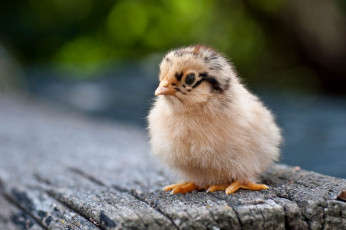 Картинка животные куры +петухи кроха