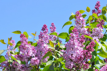 Картинка цветы сирень куст весна