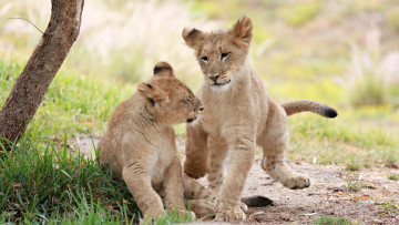 Картинка животные львы друзья