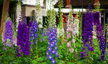 Картинка цветы дельфиниум фиолетовый