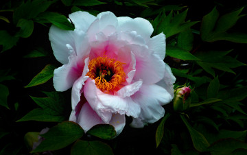 Картинка цветы пионы макро