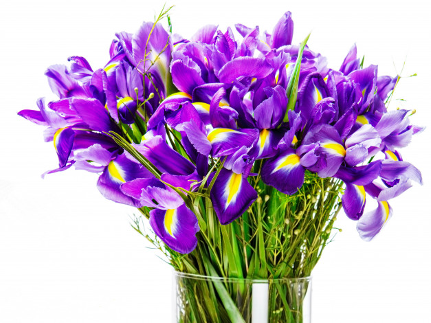 Обои картинки фото цветы, ирисы, букет