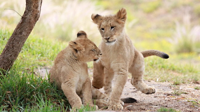 Обои картинки фото животные, львы, друзья